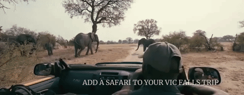 add-a-safari.gif (4 MB)