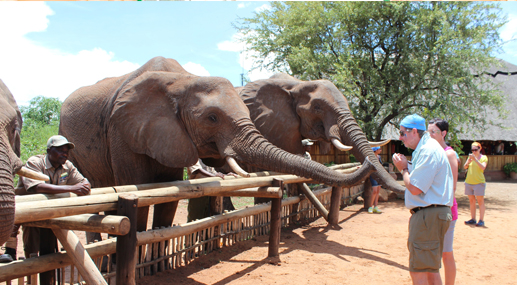 Elephant Encounter